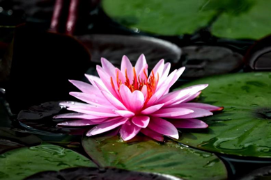 pg齫(ٷ)IOS/׿/ֻAPP