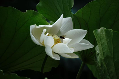 pg齫(ٷ)IOS/׿/ֻAPP